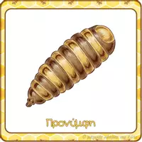 Προεπισκόπηση - Flashcards - Κάρτες Bee-Bot® για τον κύκλο ζωής της μέλισσας - Σελίδα 2