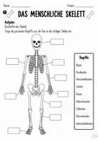 Vorschau - Arbeitsblätter - Skelett AB mit Lösung - Deckblatt