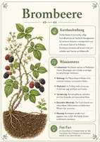 Vorschau - Poster - Lernkarte – Beerenarten – Biologie – Pflanzen und ihre Früchte 6. Klasse - Seite 3