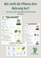 Vorschau - Arbeitsblätter - Wie stellt die Pflanze ihre Nahrung her? – Den Prozess der Fotosynthese Schritt für Schritt verstehen - Deckblatt