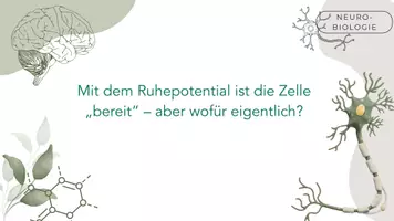 Vorschau - Stundenentwürfe - Materialpaket Neurobiologie - Seite 3