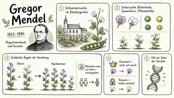 Vorschau - Arbeitsblätter - Lernposter + Arbeitsblätter zum Thema "Gregor Mendel" + Lösung & MP3 + Mindmap + Infografik - Seite 2