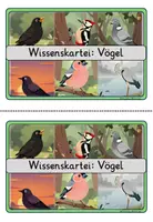 Vorschau - Stationenlernen - Wissenskartei: Heimische Vögel 🦅🐦 | 20 Themenkarten inkl. Fragen & Lösungen | Klasse 3 bis 4 | Lesen & Sachunterricht - Seite 2