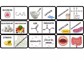 anteprima - Giochi - Metabolismo Zuccheri e Proteine - Pagina 3
