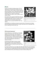 Vorschau - Arbeitsblätter - Kurztexte zu sexuell übertragbaren Infektionskrankheiten - Seite 1