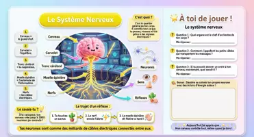 Aperçu - Apprentissages en autonomie - Anatomie Humaine : livre + activités pour enfants - Page 2