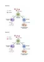 Vorschau - Arbeitsblätter - HIV wenn das Immunsystem versagt (Material + Aufgaben + EWH) - Seite 1
