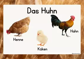 Vorschau - Arbeitsblätter - Huhn - Nutztier Kl 1/2 Sachunterricht - Seite 2