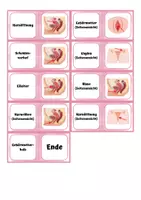 Vorschau - Spiele - Sexualkunde: Weibliche Geschlechtsorgane - Domino - Seite 2
