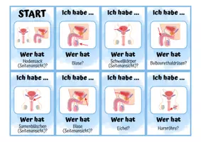 Vorschau - Spiele - Sexualkunde: Männliches Geschlechtsorgan - Ich habe wer hat? - Seite 1