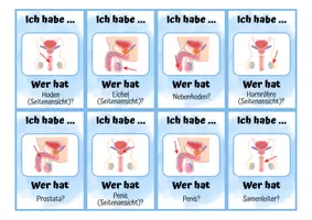 Vorschau - Spiele - Sexualkunde: Männliches Geschlechtsorgan - Ich habe wer hat? - Seite 2