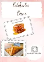 Vorschau - Mal- und Bastelvorlagen - Die Biene – umfassendes Unterrichtspaket für Klasse 1/2 | Lapbook, Stationen, Differenzierung & Kreativmaterial - Seite 1
