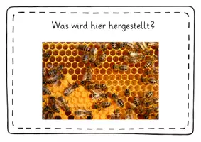 Vorschau - Mal- und Bastelvorlagen - Die Biene – umfassendes Unterrichtspaket für Klasse 1/2 | Lapbook, Stationen, Differenzierung & Kreativmaterial - Seite 3