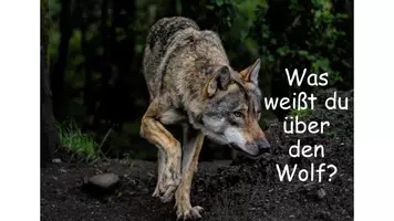 Vorschau - Stundenentwürfe - Materialpaket Sachtexte "Tiere" und einen informierenden Text verfassen - Seite 3