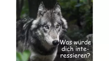 Vorschau - Stundenentwürfe - Der Wolf - Sachtext und Argumentation - Leseverstehen - Stellungnahme - Seite 3