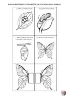 anteprima - Esperimenti - 🦋 🐝 LAPBOOK DEI CICLI VITALI 🐸🐌 - Pagina 1
