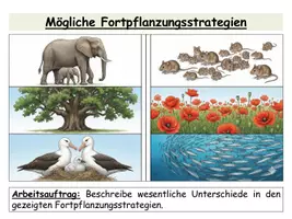 Vorschau - Stundenentwürfe - Fortpflanzungsstrategien r- und K-Strategie - Komplette Unterrichtsstunde mit Präsentation, Arbeitsblatt & Lösungen (Ökologie Sek II) - Seite 2