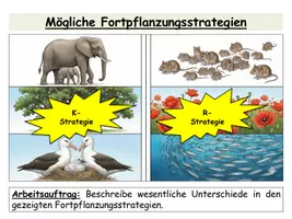 Vorschau - Stundenentwürfe - Fortpflanzungsstrategien r- und K-Strategie - Komplette Unterrichtsstunde mit Präsentation, Arbeitsblatt & Lösungen (Ökologie Sek II) - Seite 3