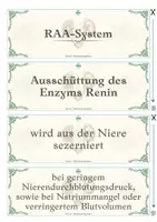 Vorschau - Stundenentwürfe - beGREIFbar! - Niere - Blutdruckregulation - Biologie Pflege Medizin - Seite 3