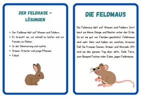 Vorschau - Stationenlernen - Lesekartei Wiesentiere: Sachtexte mit Aufgaben / Klasse 3/4 - Seite 2