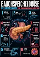 Vorschau - Poster - Lernkarte – Organe des Körpers – Biologie – Körper und Gesundheit 6. Klasse - Seite 2