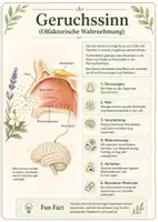 Vorschau - Poster - Lernkarte – Sinne des Menschen – Biologie – Sinnesorgane des Menschen 5. Klasse - Seite 2