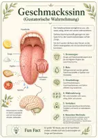 Vorschau - Poster - Lernkarte – Sinne des Menschen – Biologie – Sinnesorgane des Menschen 5. Klasse - Seite 3