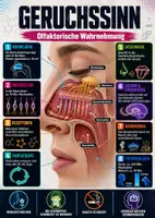 Vorschau - Poster - Lernkarte – Sinne des Menschen – Biologie – Sinnesorgane und Wahrnehmung 5. Klasse - Seite 2