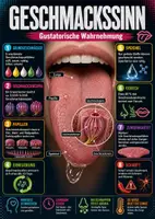 Vorschau - Poster - Lernkarte – Sinne des Menschen – Biologie – Sinnesorgane und Wahrnehmung 5. Klasse - Seite 3
