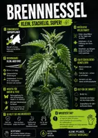 Vorschau - Poster - Lernkarte – Wildkräuter – Biologie – Pflanzen und ihre Lebensräume 6. Klasse - Seite 2