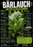 Vorschau - Poster - Lernkarte – Wildkräuter – Biologie – Pflanzen und ihre Lebensräume 6. Klasse - Seite 3