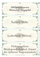 Vorschau - Arbeitsblätter - beGREIFbar! Auge – Hüllstrukturen & optischer Apparat | haptisches Struktur-Lege-Set | Biologie Pflege Medizin - Seite 2