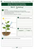 Vorschau - Unterrichtsreihen - Wie funktioniert Fotosynthese? - 3 Arbeitsblätter mit Lösung und S/W-Version zur Pflanzenphysiologie - Seite 2