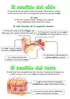 Vista previa - Fichas informativas / Documentos de lectura - La Función de Relación y el Sistema Nervioso - página 3