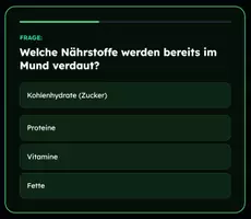 Vorschau - Spiele - Wissenpyramide - Verdauungssystem - Seite 2