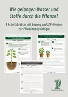 Vorschau - Unterrichtsreihen - Wie gelangen Wasser und Stoffe durch die Pflanze? - 3 Arbeitsblätter mit Lösung und S/W-Version zur Pflanzenphysiologie - Deckblatt