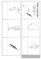 Vorschau - Arbeitsblätter - Vom Bohnenkern zur Bohnenernte: Leporello (Klasse 1/2) in Silbenschrift - Seite 1