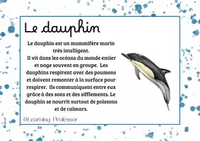 Aperçu - Apprentissages en autonomie - Rallyes copie - Les animaux marins (x40) - Page de couverture