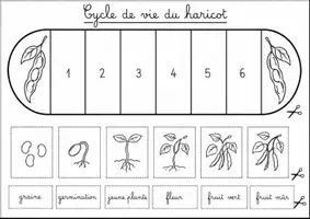 Aperçu - Feuilles d'exercices - Les cycles de vie en éventails - Fruits et légumes - Page 1