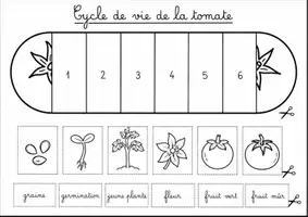 Aperçu - Feuilles d'exercices - Les cycles de vie en éventails - Fruits et légumes - Page 2