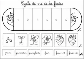 Aperçu - Feuilles d'exercices - Les cycles de vie en éventails - Fruits et légumes - Page 3