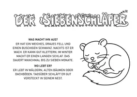 Vorschau - Arbeitsblätter - 44 Waldbewohner entdecken – Wissenstexte & Ausmalbilder für Klasse 1–2 - Seite 2