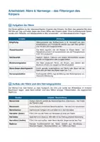 Vorschau - Arbeitsblätter - Niere & Harnwege – Filtration, Harnbildung & Dialyse - Seite 1