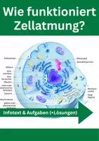 Vorschau - Arbeitsblätter - Zellatmung – Glykolyse, Citratzyklus, ATP - Deckblatt