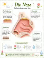 Vorschau - Poster - Der Körper - Die Nase 👃 - Deckblatt