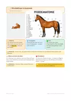 Vorschau - Arbeitsblätter - Pferde Reiten & Anatomie 2 + Pferderassen/Kommunikation - Seite 1