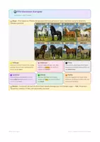 Vorschau - Arbeitsblätter - Pferde Reiten & Anatomie 2 + Pferderassen/Kommunikation - Seite 2