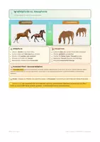 Vorschau - Arbeitsblätter - Pferde Reiten & Anatomie 2 + Pferderassen/Kommunikation - Seite 3