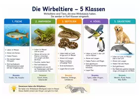 Vorschau - Arbeitsblätter - Wirbeltiere - Übersicht über die Wirbeltierklassen - Seite 2