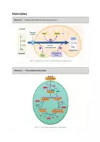 Vorschau - Klassenarbeiten - Biologie Klausur Q1 – Zellatmung, Citratzyklus & 2,4-DNP - Seite 2